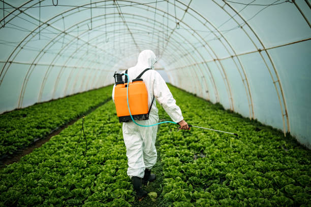 Best Ant Control Services  in Lolo, MT