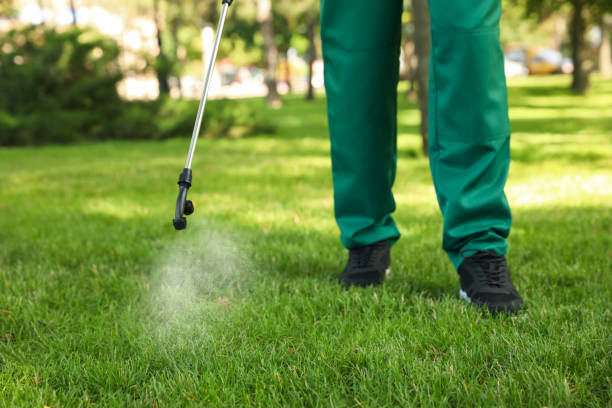 Best Wasp Removal Services  in Lolo, MT