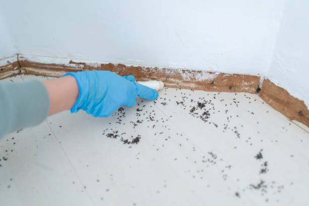 Best Commercial Pest Control Services  in Lolo, MT